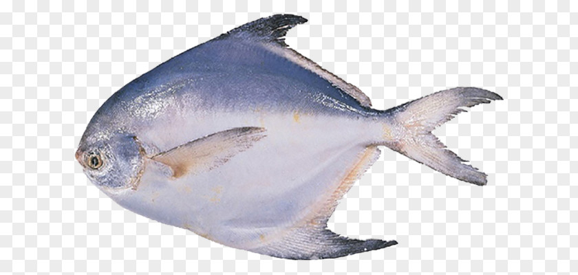 Fish Pampus Argenteus Black Pomfret Seafood PNG