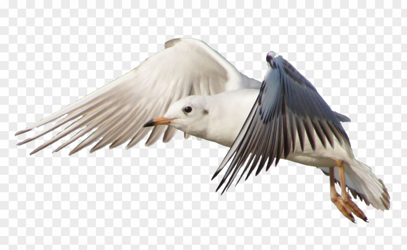 Flock Of Birds Bird Gulls Flight Jonathan Livingston Seagull PNG