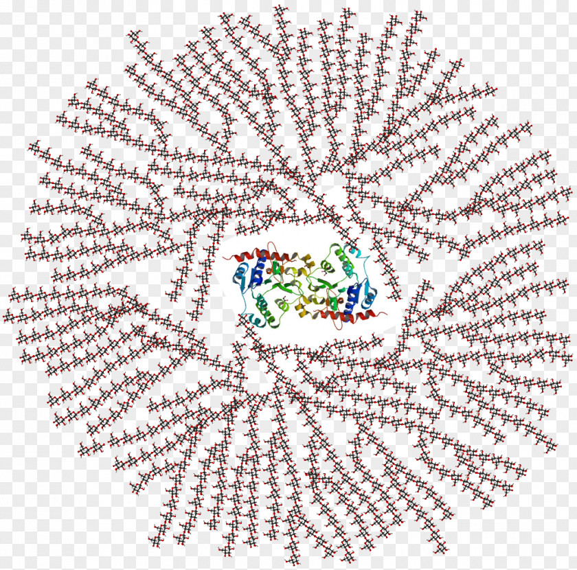 Granule Glycogenolysis Polysaccharide Branching Glycogenesis PNG