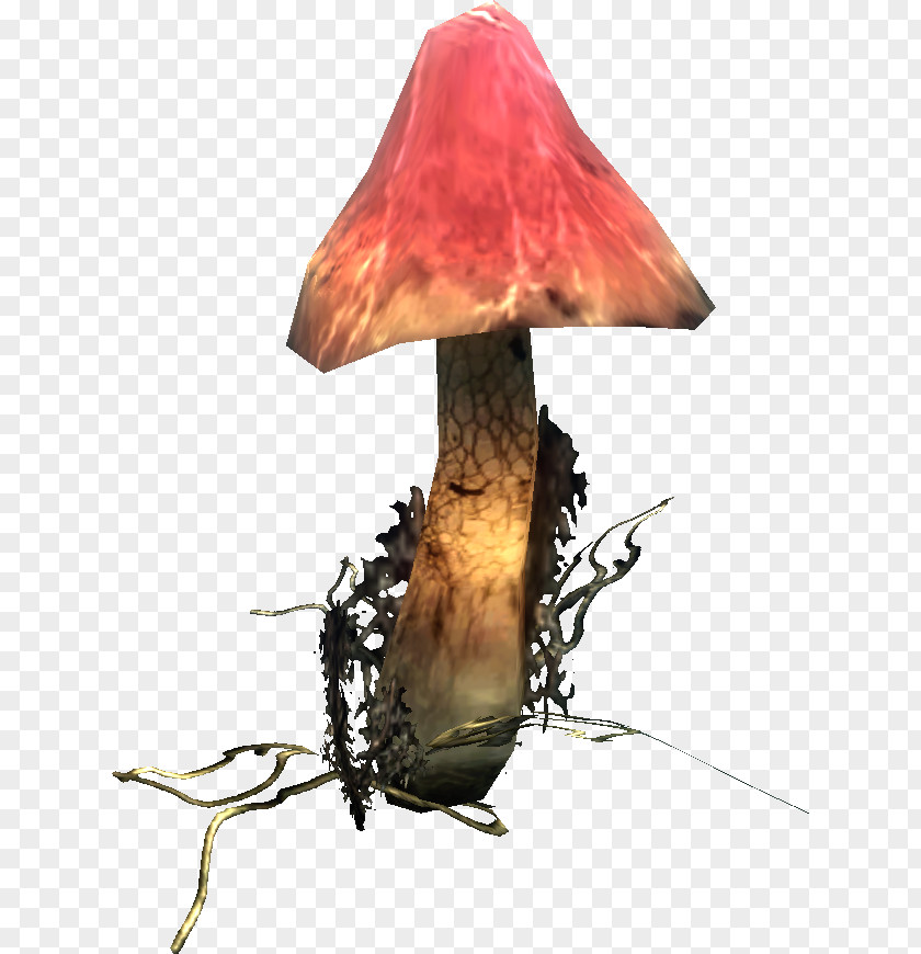 Grzyb Fungus Risen Pileus Mushroom PNG