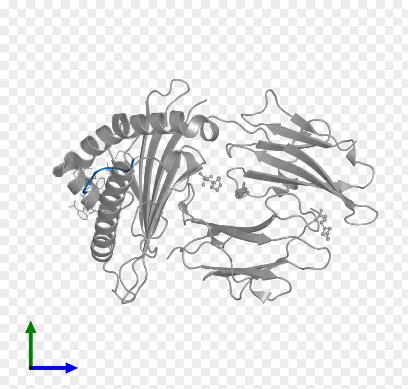 Human Leukocyte Antigen Line Art Sketch PNG