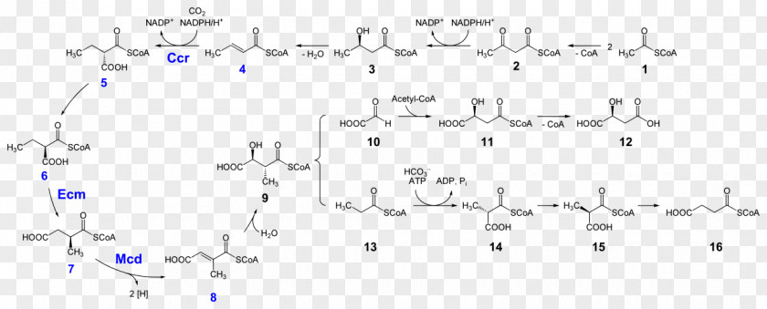 Pathway Coenzyme A Ethylmalonyl-CoA-Weg Methylmalonyl-CoA Propionyl-CoA Succinyl-CoA PNG