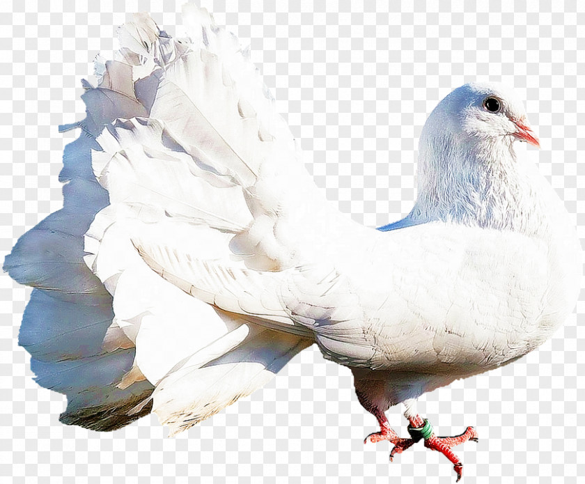 Bird Rock Dove Columbidae Image Logo PNG