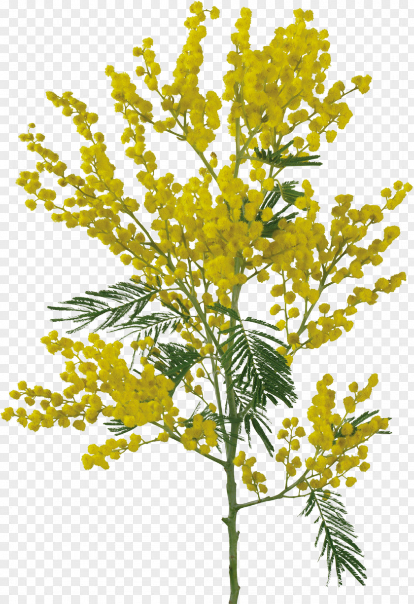 Mimosa Sensitive Plant Flower Acacia Dealbata Clip Art PNG