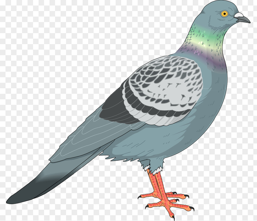 Pidgeon Homing Pigeon Columbidae English Carrier Clip Art Vector Graphics PNG