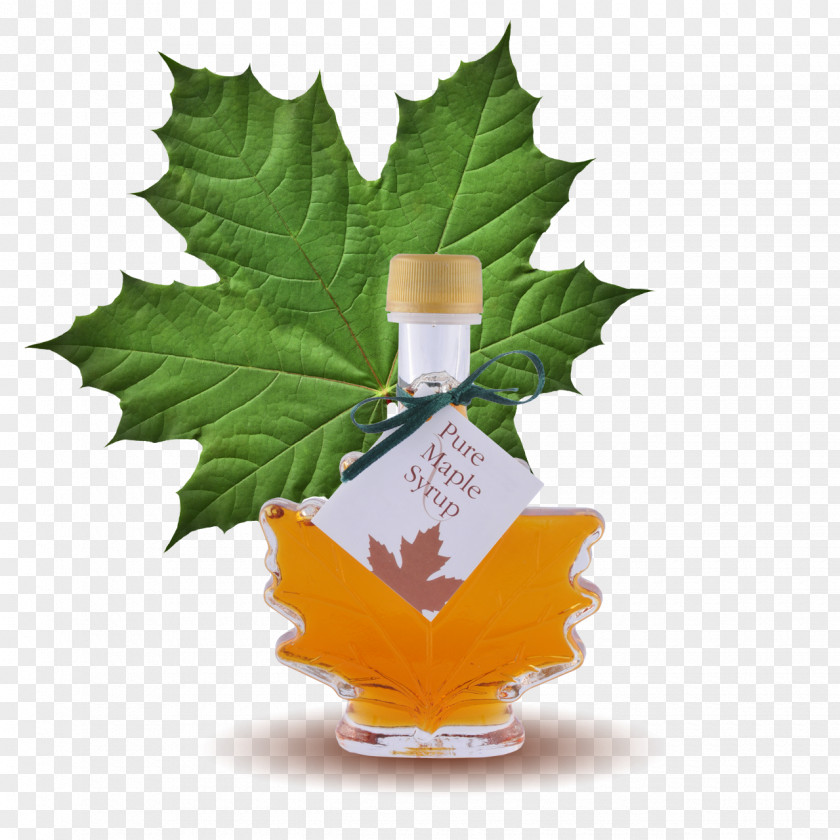 Syrup Maple Lemonade Sugar Substitute PNG