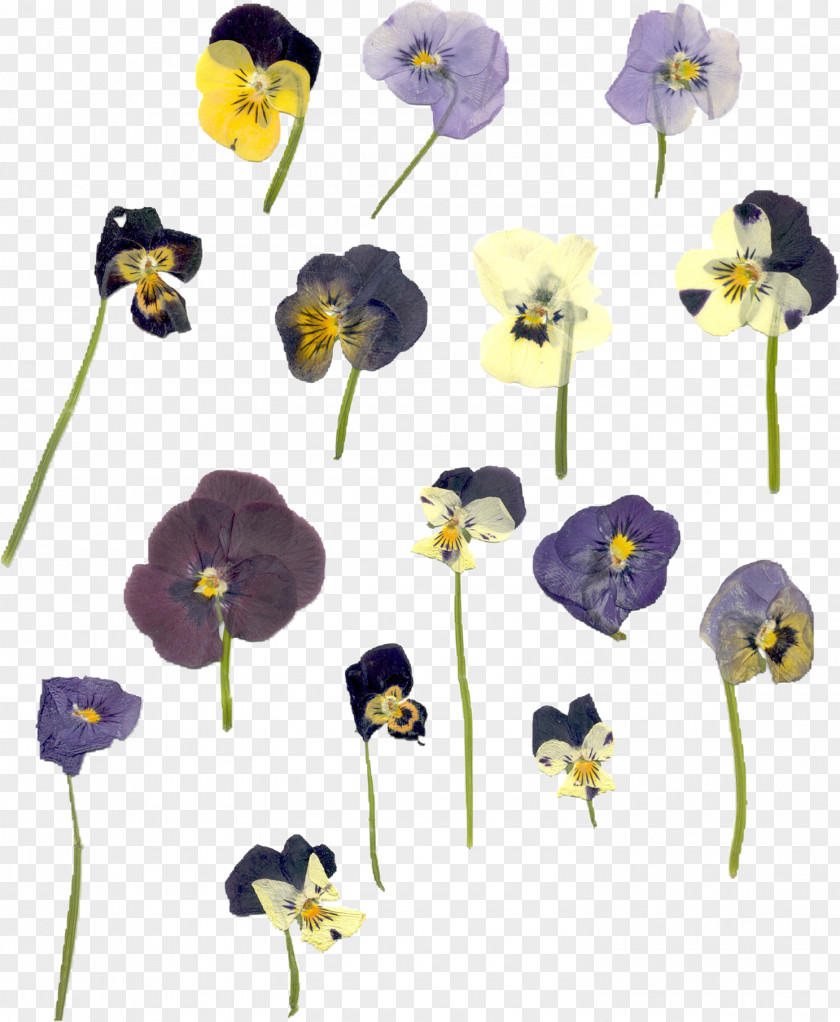 Viola Violet Family Flower Purple Plant Yellow PNG