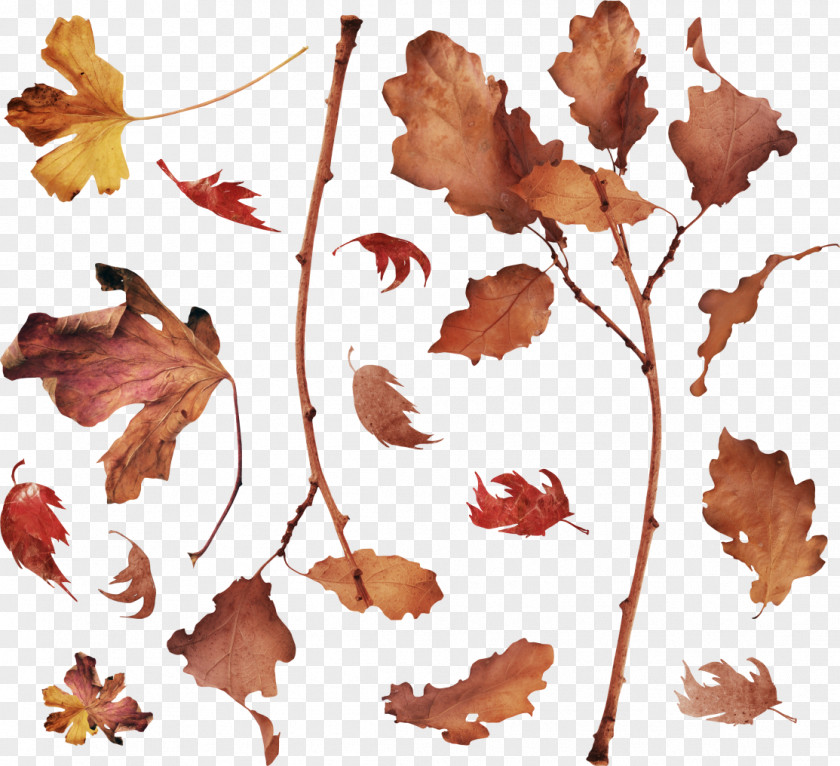 Autumn Leaf Petal Plant Stem Clip Art PNG