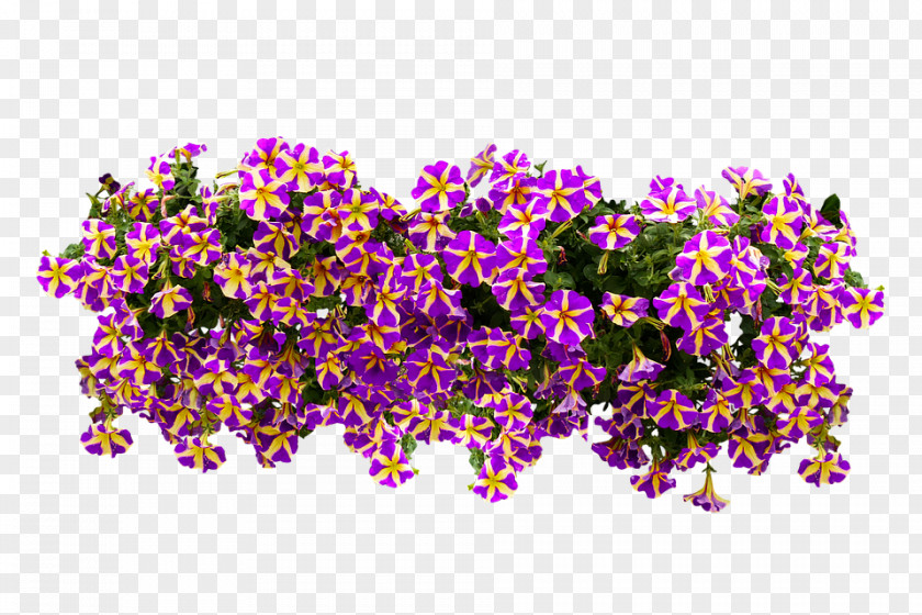 Flower Petunia Balcony PNG