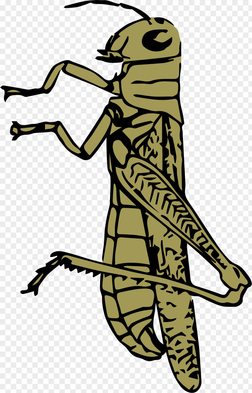 Grasshopper Insect Clip Art PNG