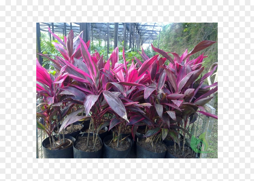 Plant Ti Dracaena Ornamental Red Frangipani PNG