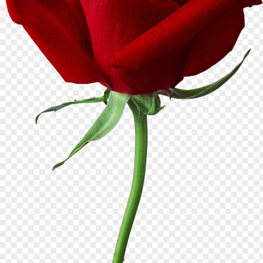 Rose Clip Art Image Facts Only PNG