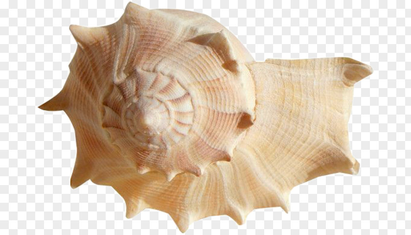 Seashell Desktop Wallpaper Image Cockle PNG