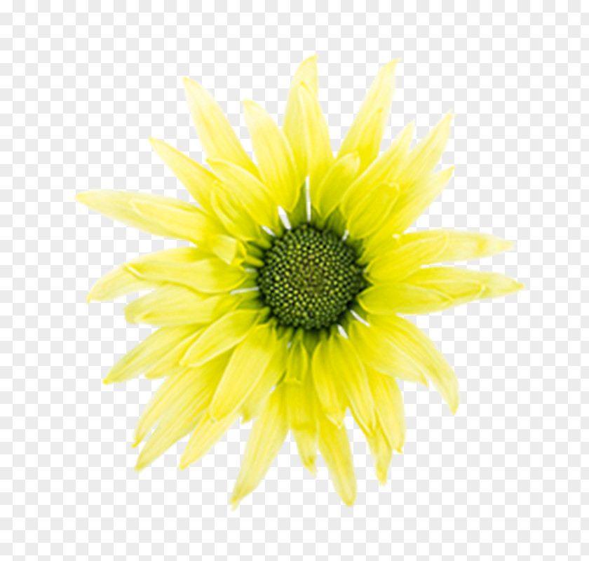 Yelow Flower Sunflower M Close-up PNG
