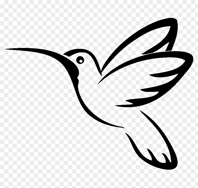 Bird Hummingbird Drawing PNG