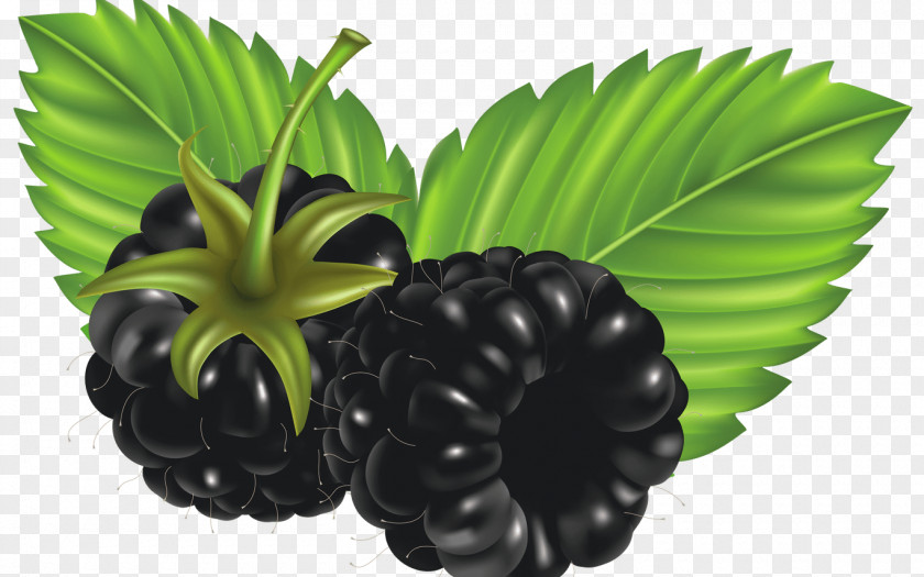 Blackberry Fruit Clip Art PNG