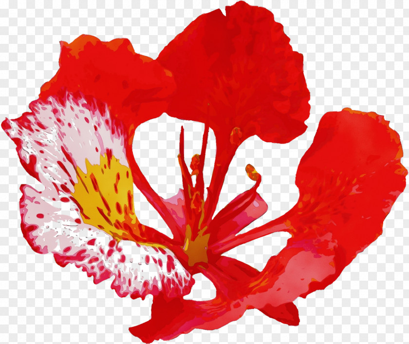 Flower Red Petal Plant Coquelicot PNG
