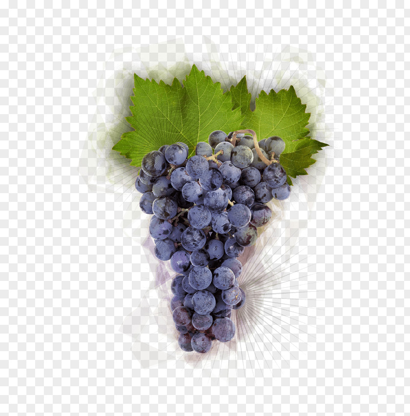 Grape Pinot Noir Burgundy Wine Winemaking Food PNG