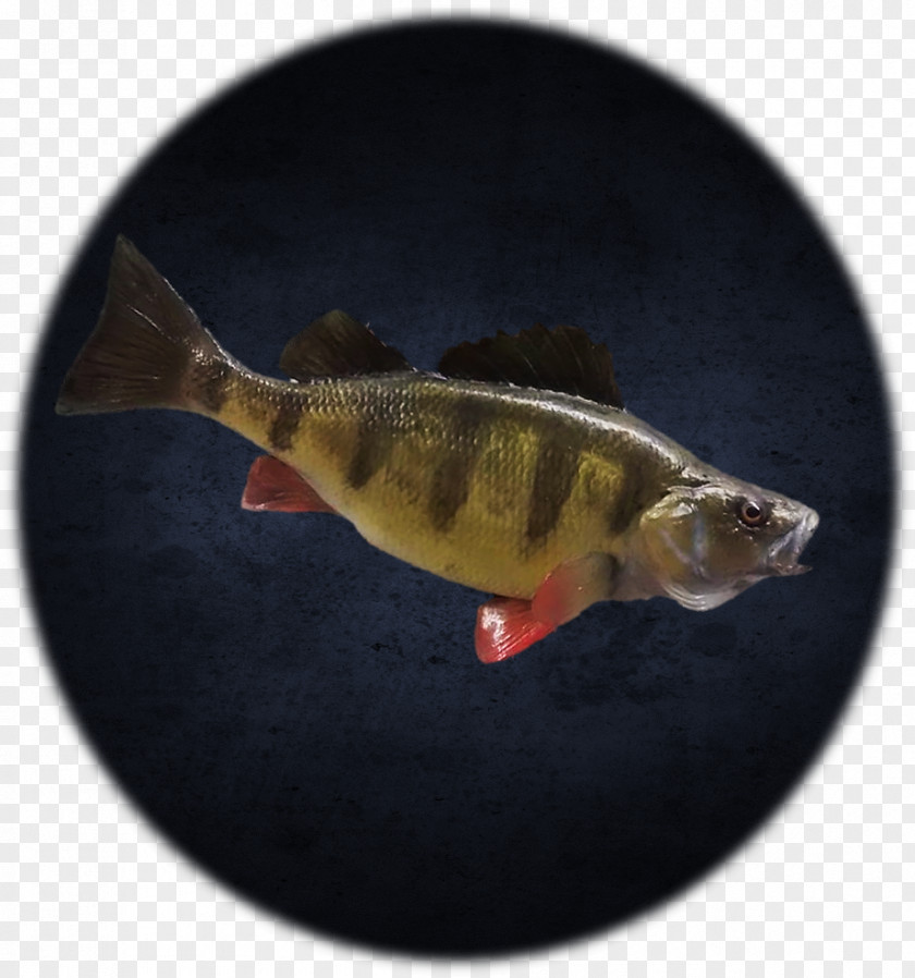 Perch Fish PNG