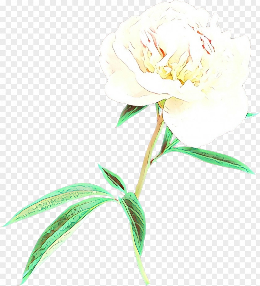 Petal Peony Flower Plant Cut Flowers Common Chinese PNG