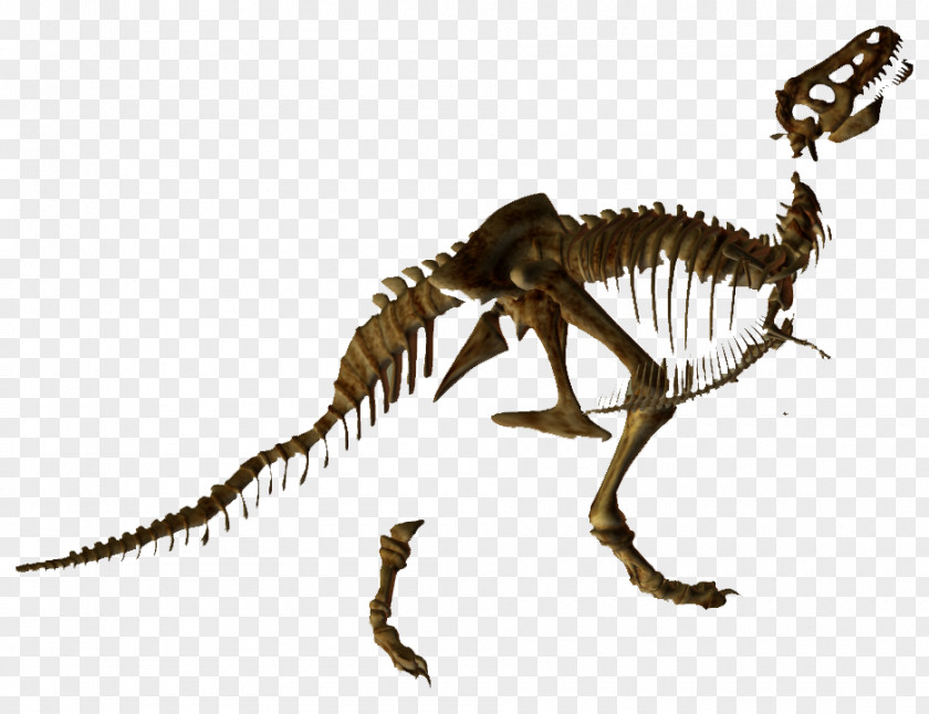 Skeleton Tyrannosaurus Velociraptor Dinosaur Animal PNG