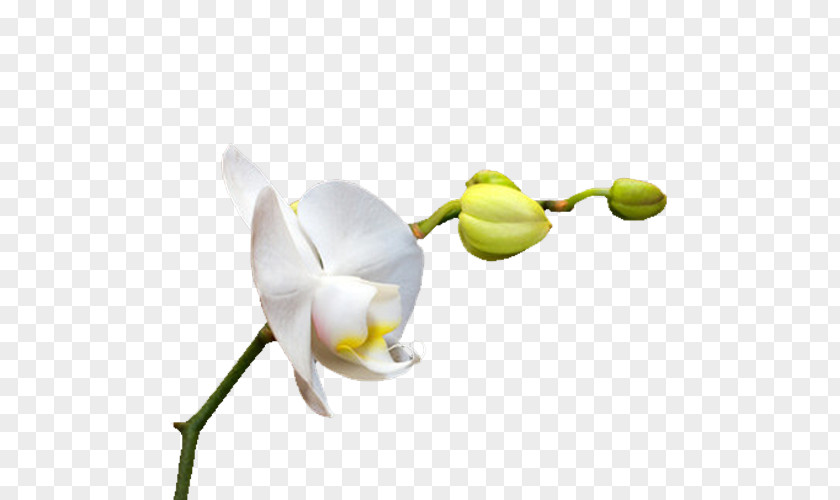 White Orchid Flowers Orchids Download Icon PNG