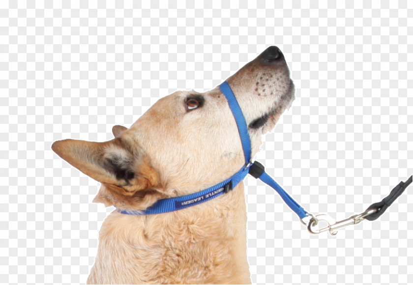 Dog Halter Leash Shock Collar PNG