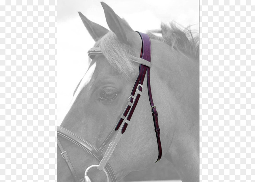 Horse Bridle Rein Noseband Halter PNG