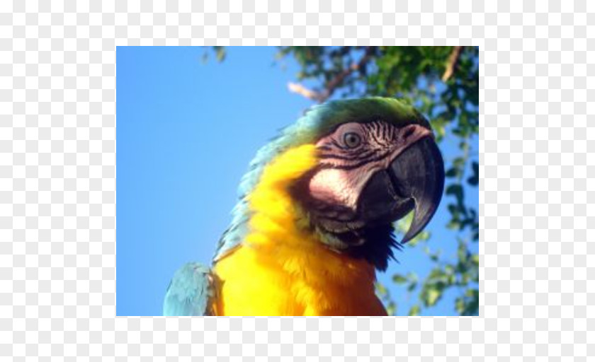 Parrot Macaw Lovebird Cayman Islands PNG
