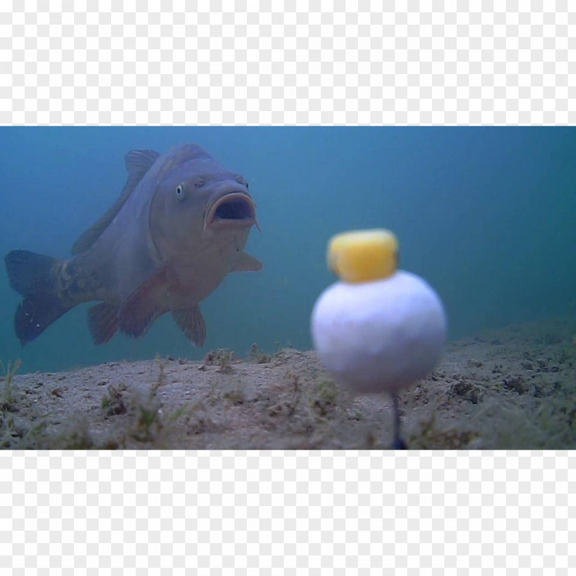 Underwater Camera Marine Mammal Fauna Snout Fish PNG