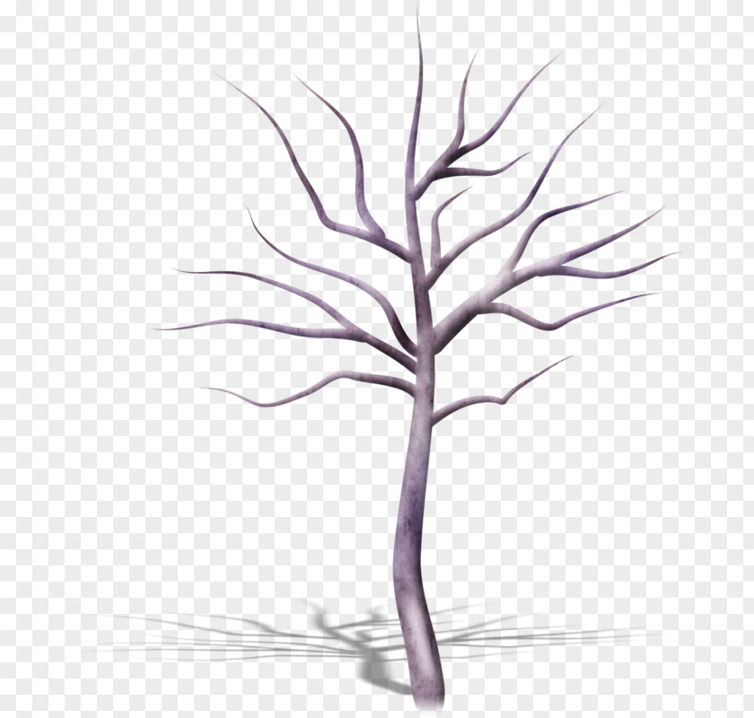 White Tree Leaf Plant Branch PNG