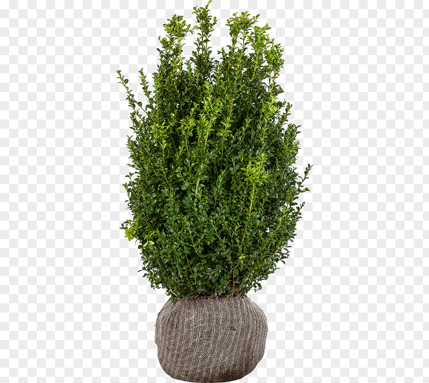 Boxwood Hedge Tuincentrum Maréchal Shrub Box English Yew Garden PNG