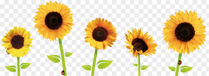 Common Sunflower Clip Art PNG