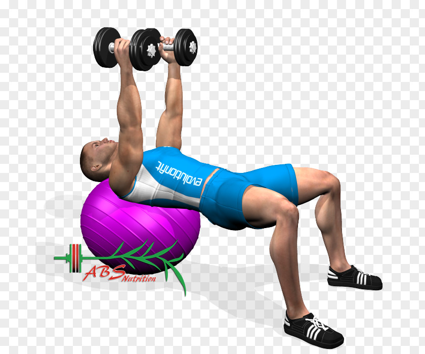 Dumbbell Weight Training Triceps Brachii Muscle Dip Bench Press PNG