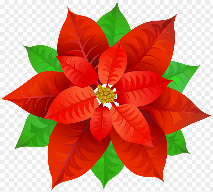 Poinsettia Transparent Image Bowl Clip Art PNG