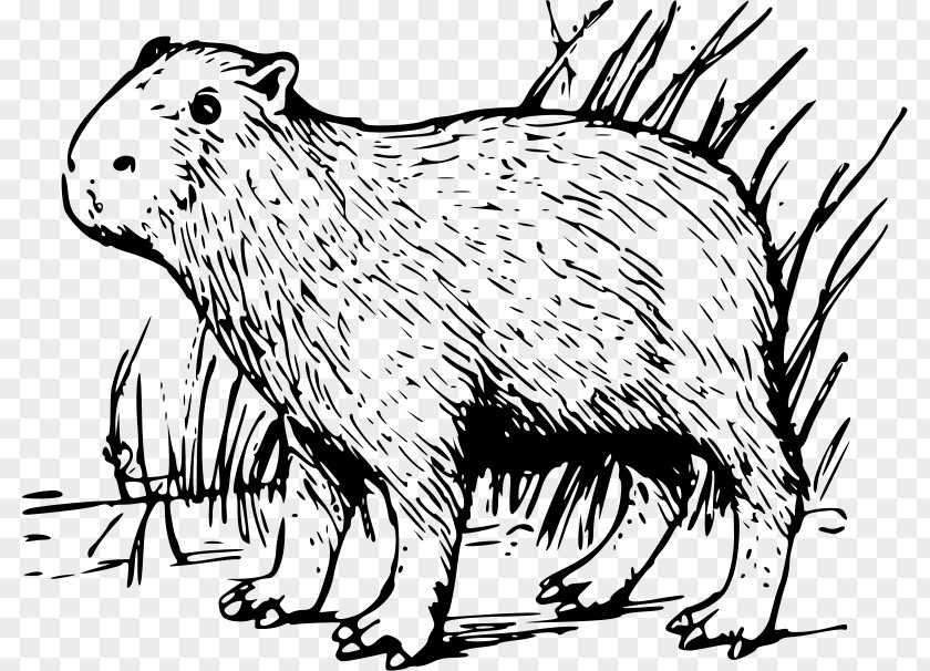 Porcupine Coloring Pages Capybara Rodent Clip Art PNG