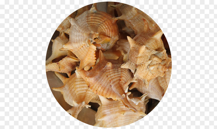 Seashell Cockle Sea Snail Shellfish Restaurante Senhor Peixe PNG