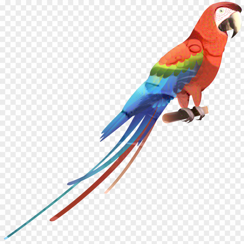 Budgerigar Scarlet Macaw Bird Parrots PNG