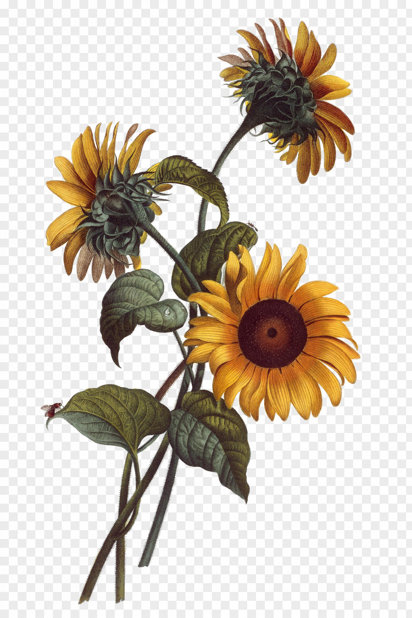 Hand Painted Sunflower Common Watercolor Painting Drawing Botanical Illustration PNG