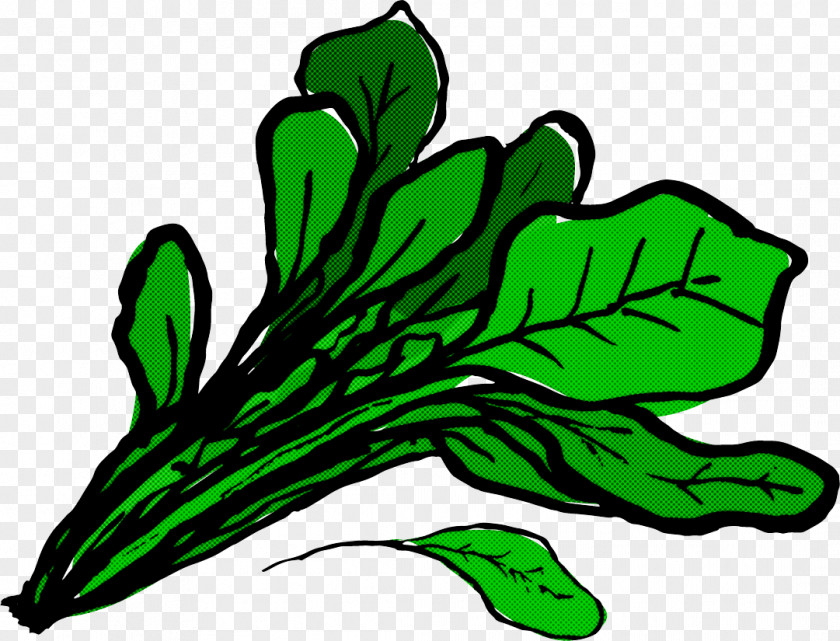 Leaf Vegetable Plant Green PNG