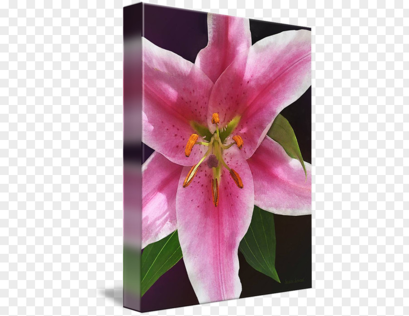 Lilium 'Stargazer' Pink M Wildflower Lily PNG