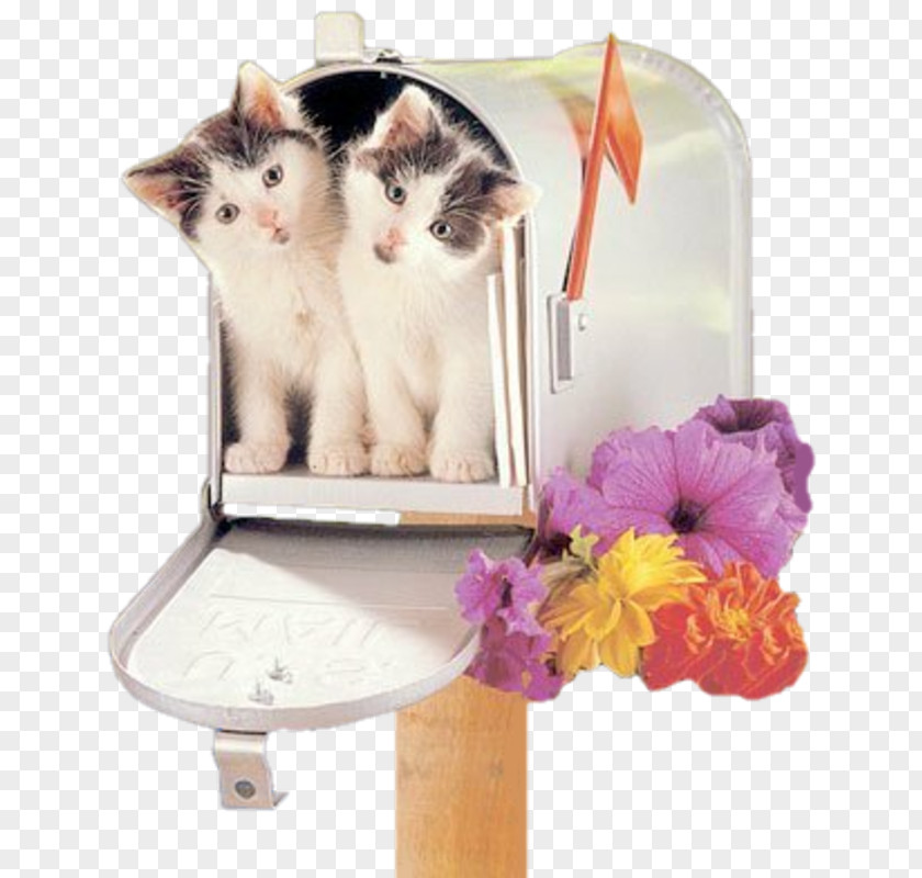 Mailbox Cat Kitten Letter Box PNG