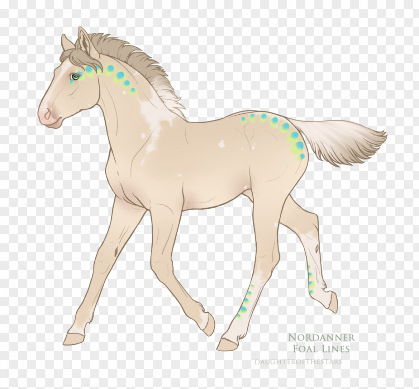 Mustang Foal Stallion Colt Mare PNG