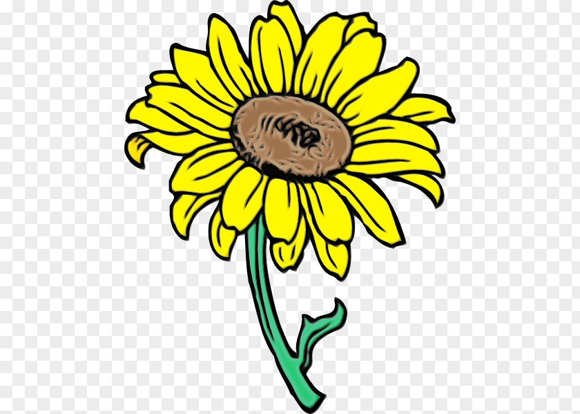 Common Sunflower Seed Cartoon Drawing Animation PNG
