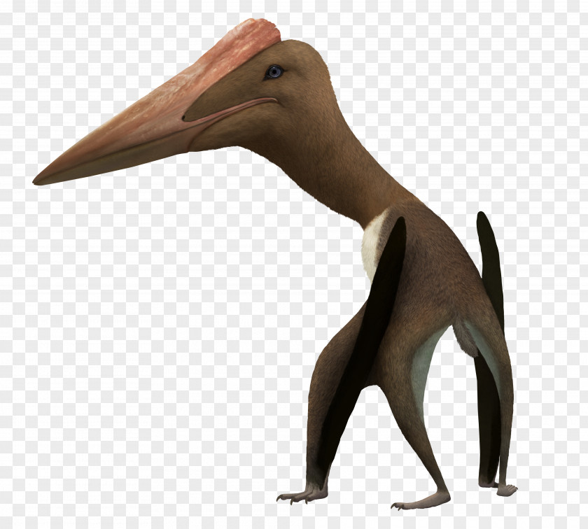 Dinosaur Bogolubovia Quetzalcoatlus Hațeg Island Azhdarcho Arambourgiania PNG