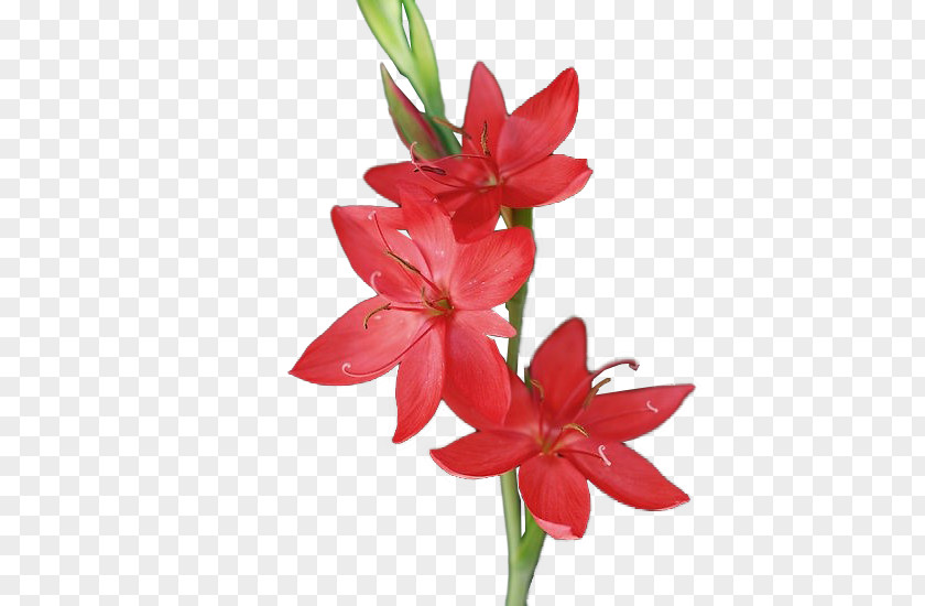 Havel Cut Flowers Lily M PNG