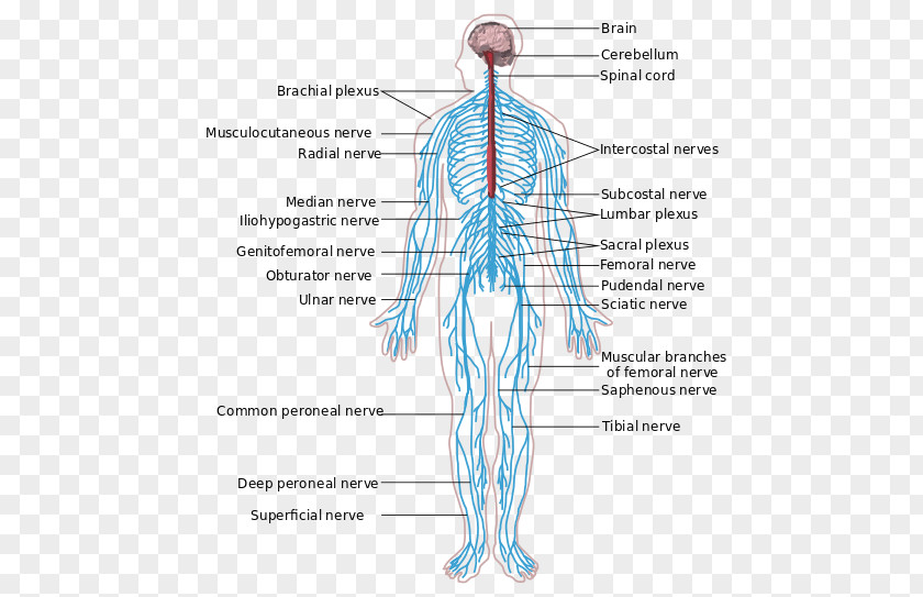 Human Nerve System Peripheral Nervous Central Anatomy Body PNG
