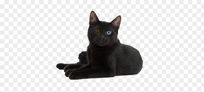 Kitten Black Cat Bombay Korat Burmese German Rex PNG