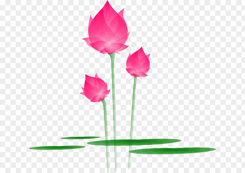 Lotus Nelumbo Nucifera Clip Art PNG