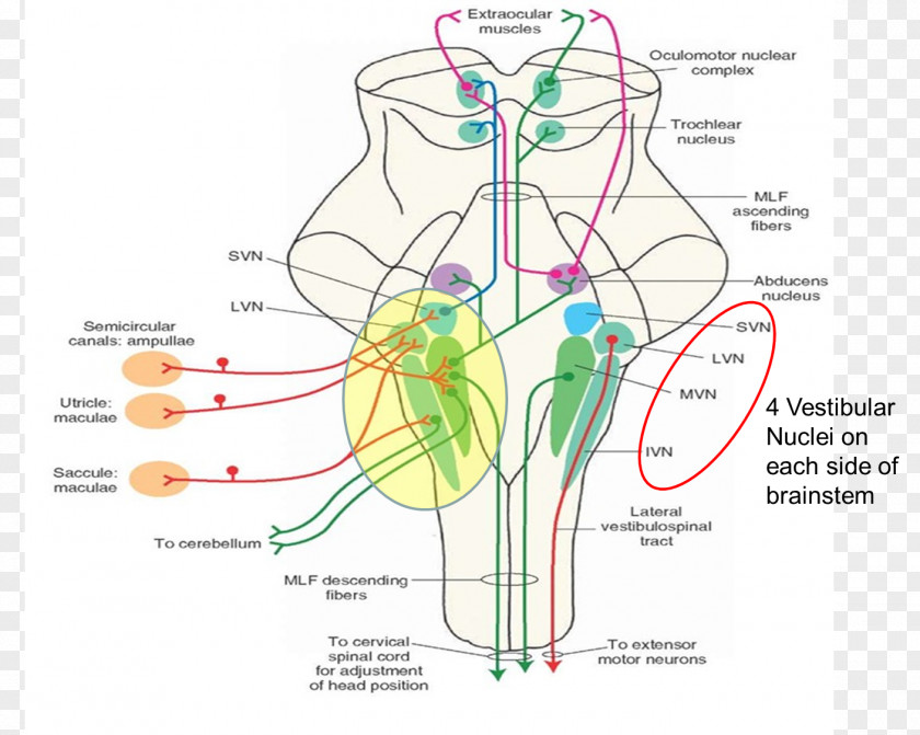 Organs Medicine Vestibular Nerve System Lateral Nucleus Therapy PNG